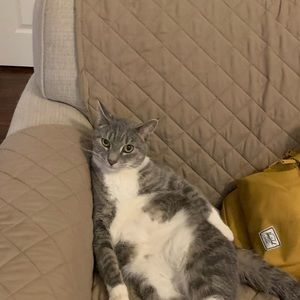 Meet your Posher, Frank